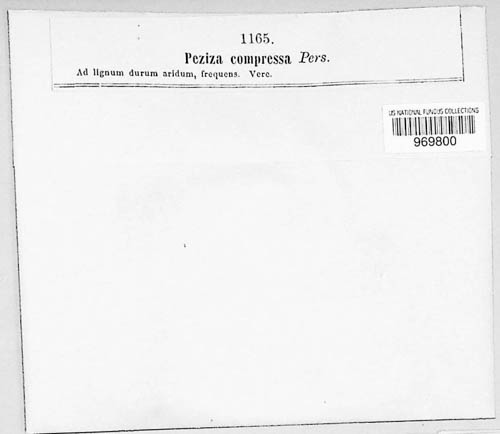 Patellaria compressa image